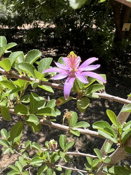 Grewia